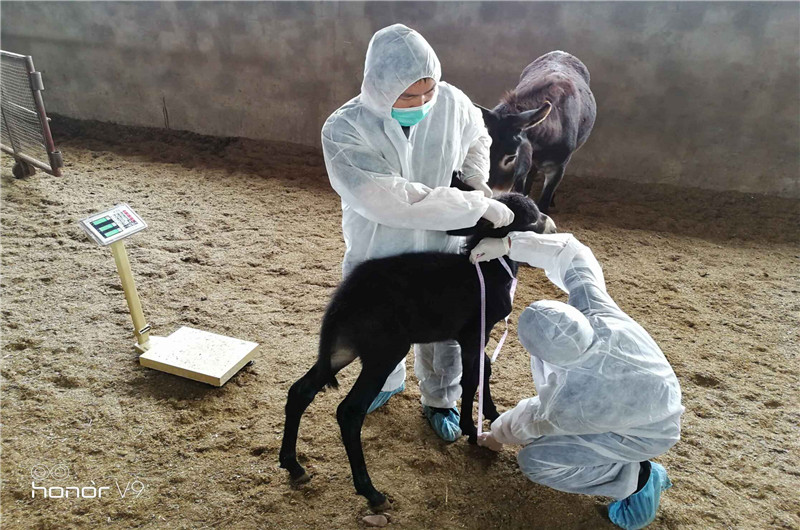 省市畜牧技术人员联合开展肉驴生产性能测定和技术服务