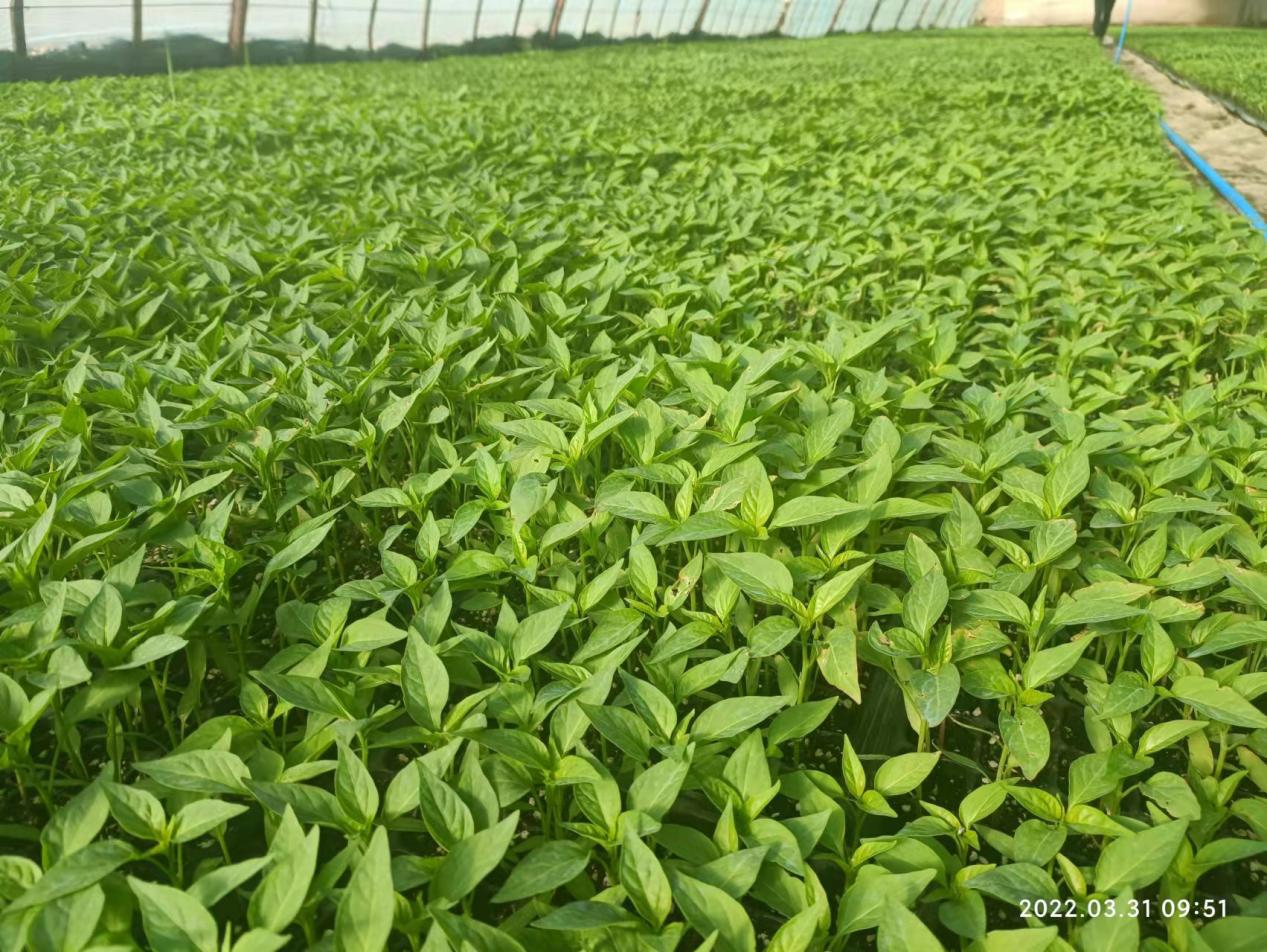 临泽县供销社野沟湾供销社辣椒苗长势喜人