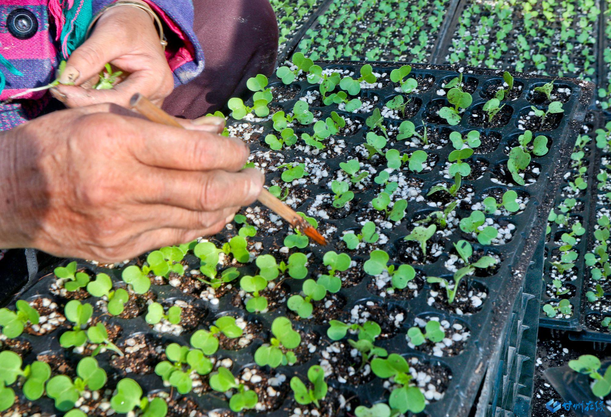 甘州区党寨镇雷寨村育苗中心的大棚里,农户正在给培育的娃娃菜苗分苗