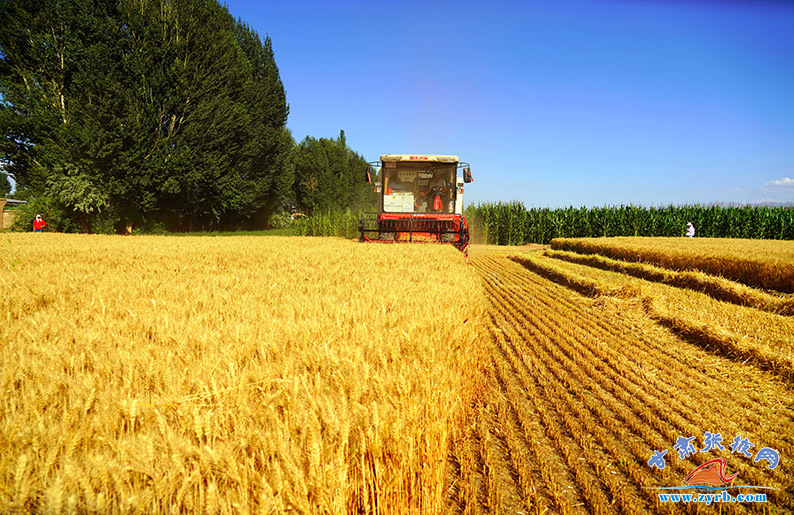 肃南县明花乡9400亩小麦开镰收割