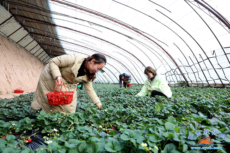 民乐草莓采摘园成为冬季亲子娱乐好去处