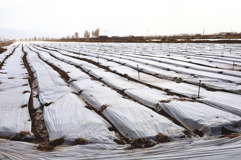 高台县田间地头覆膜忙供港蔬菜增保障