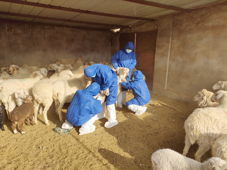 高台宣化镇畜牧兽医工作站开展动物布病防控评估采样工作