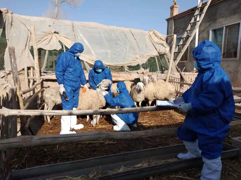 高台宣化镇畜牧兽医工作站开展动物布病防控评估采样工作