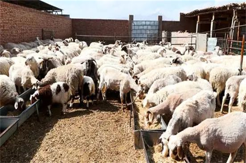 张掖市畜牧兽医局