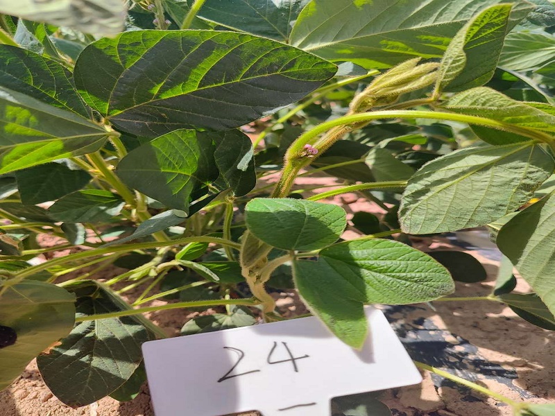 北方春大豆新品种试验长势良好